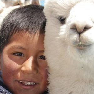 Zu Weihnachten ein Lama